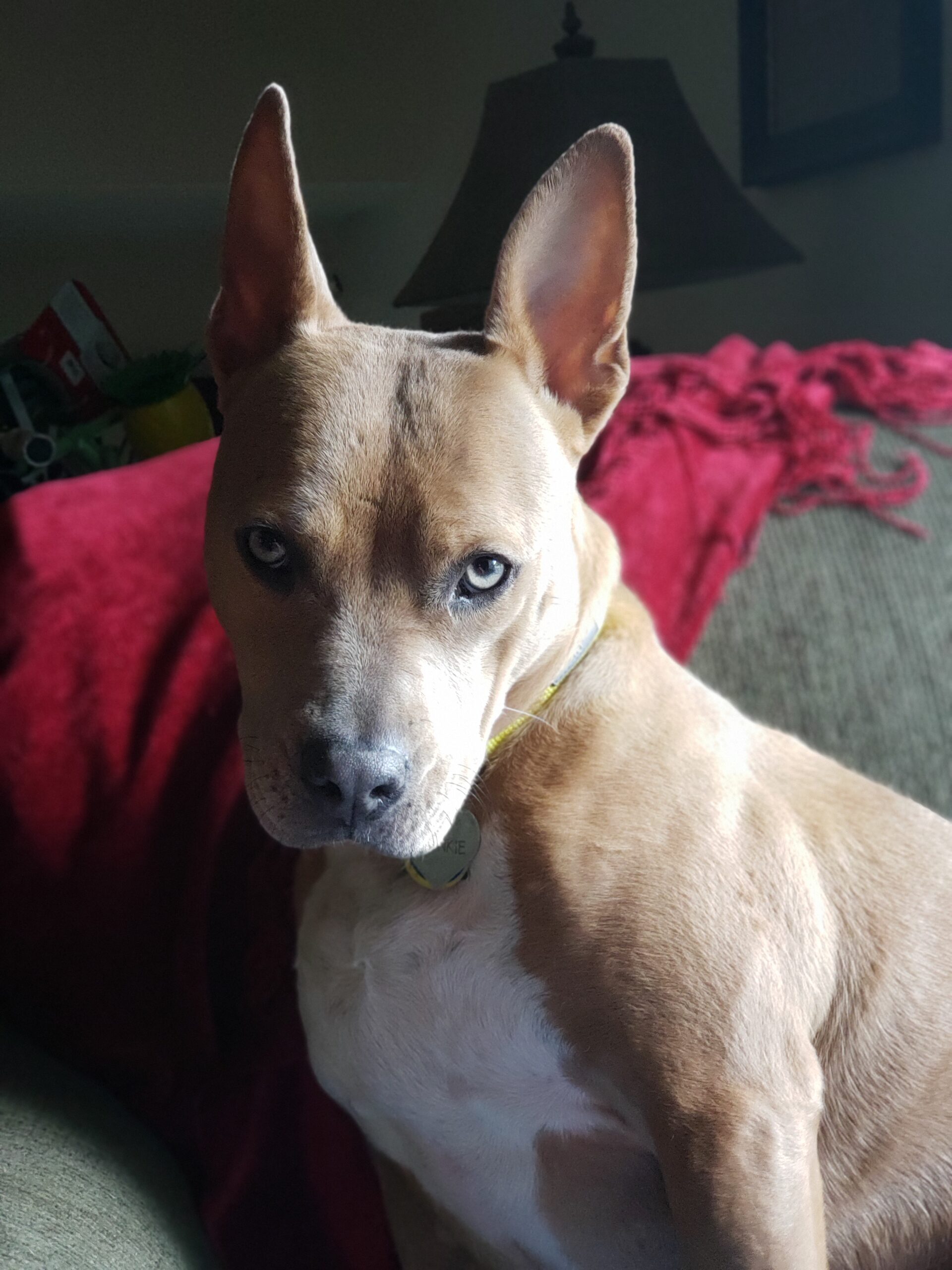 Step 1 – Submit Your Favorite Photo of your pet